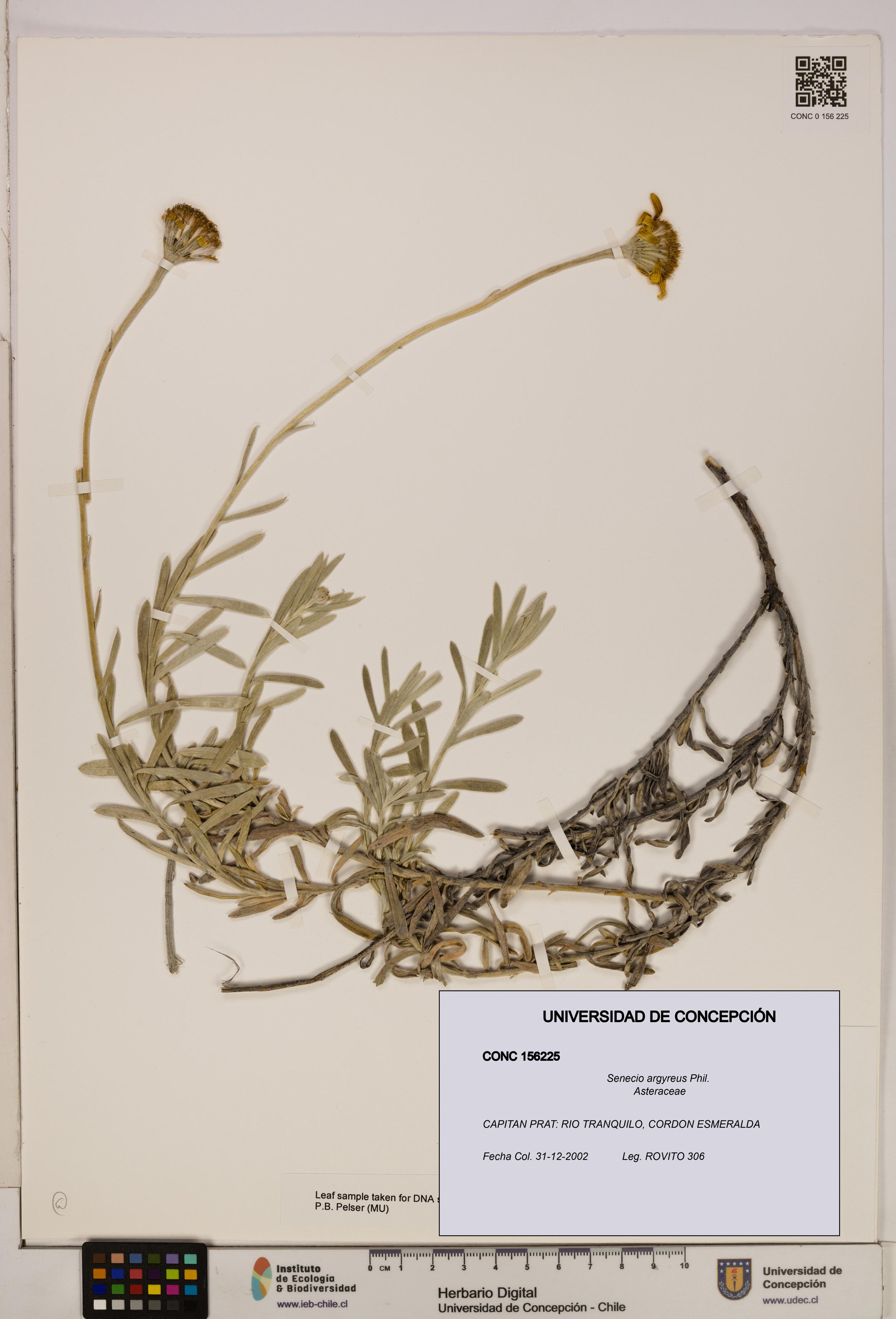Senecio argyreus [Espécimen: UDEC:CONC:0156225]