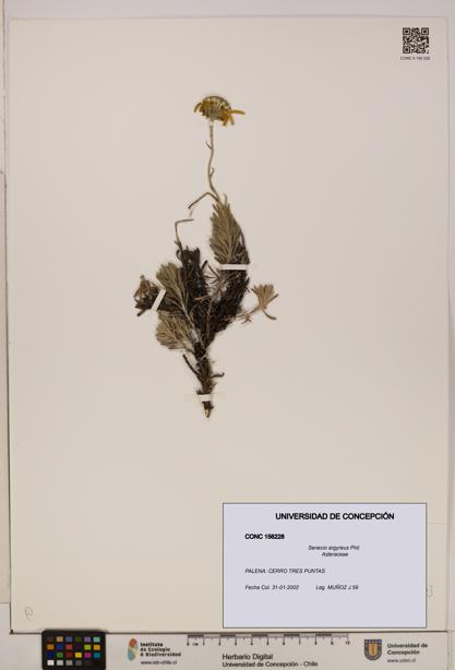 Senecio argyreus [Espécimen: UDEC:CONC:0156228]