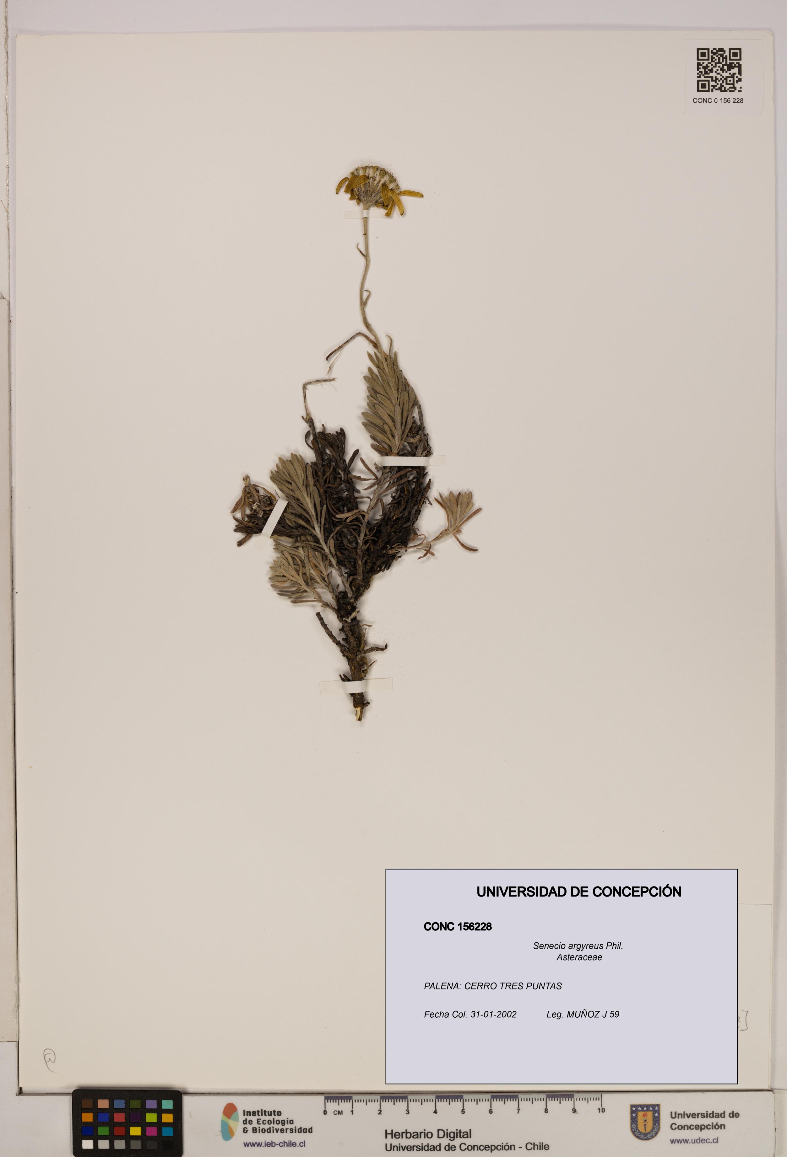 Senecio argyreus [Espécimen: UDEC:CONC:0156228]
