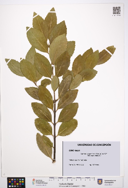 Laurelia sempervirens [Espécimen: UDEC:CONC:0156231]