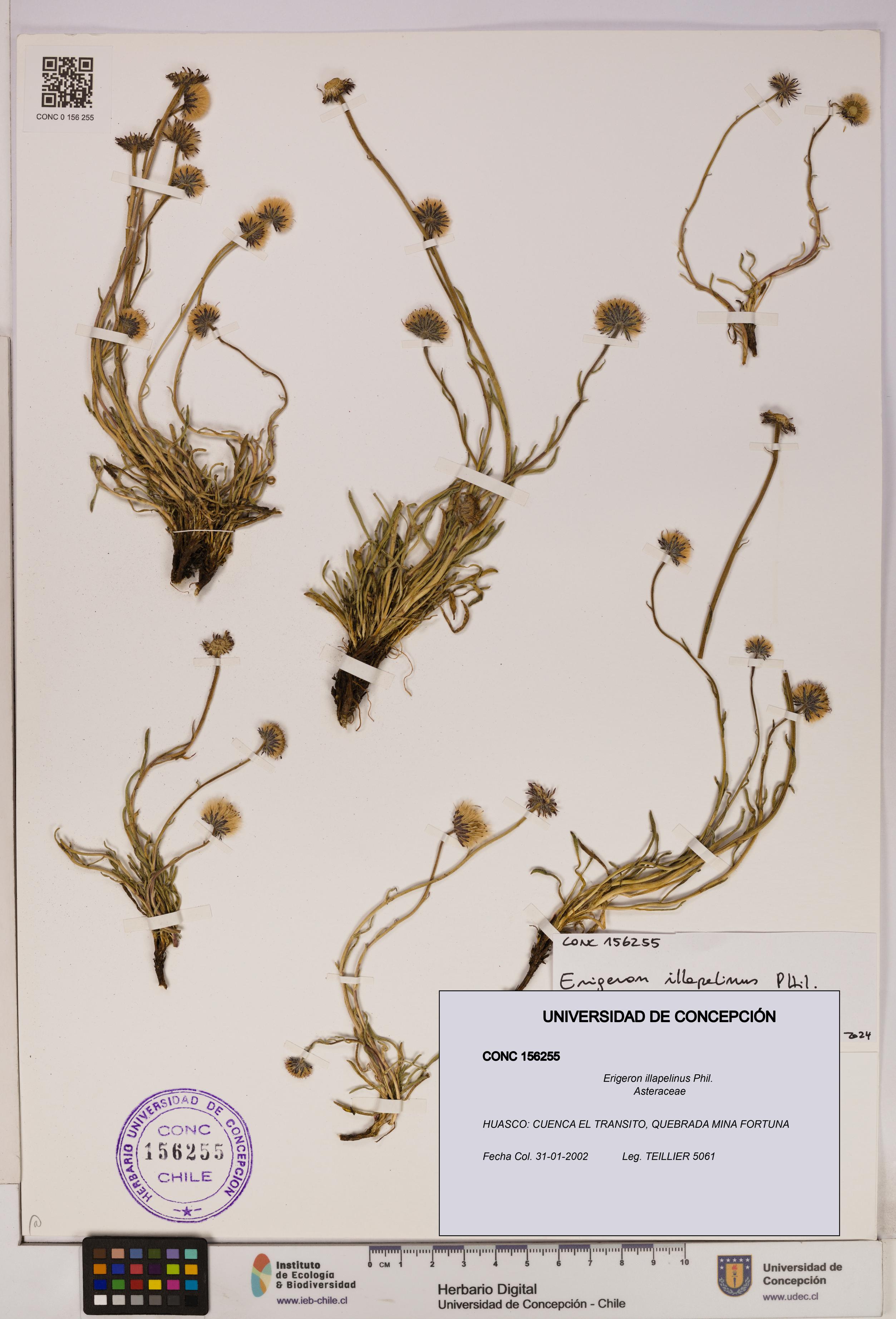 Erigeron illapelinus [Espécimen: UDEC:CONC:0156255]