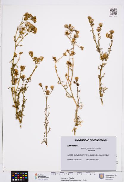 Senecio johnstonianus [Espécimen: ]