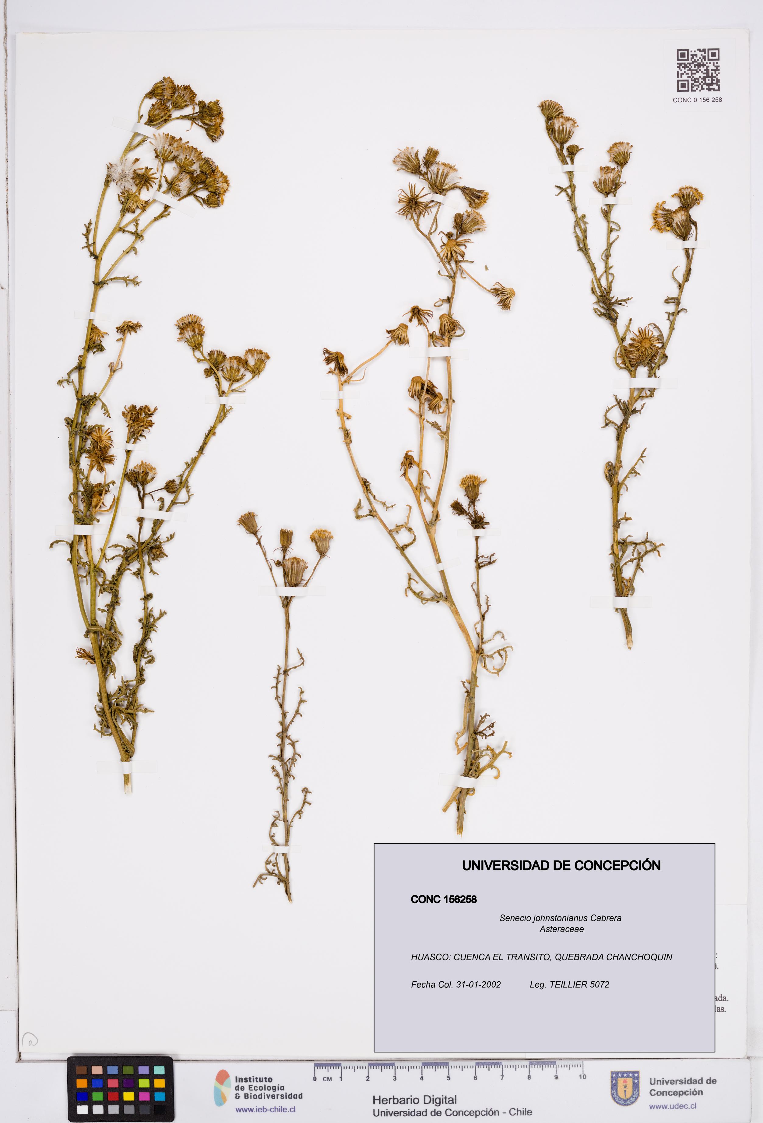 Senecio johnstonianus [Espécimen: ]