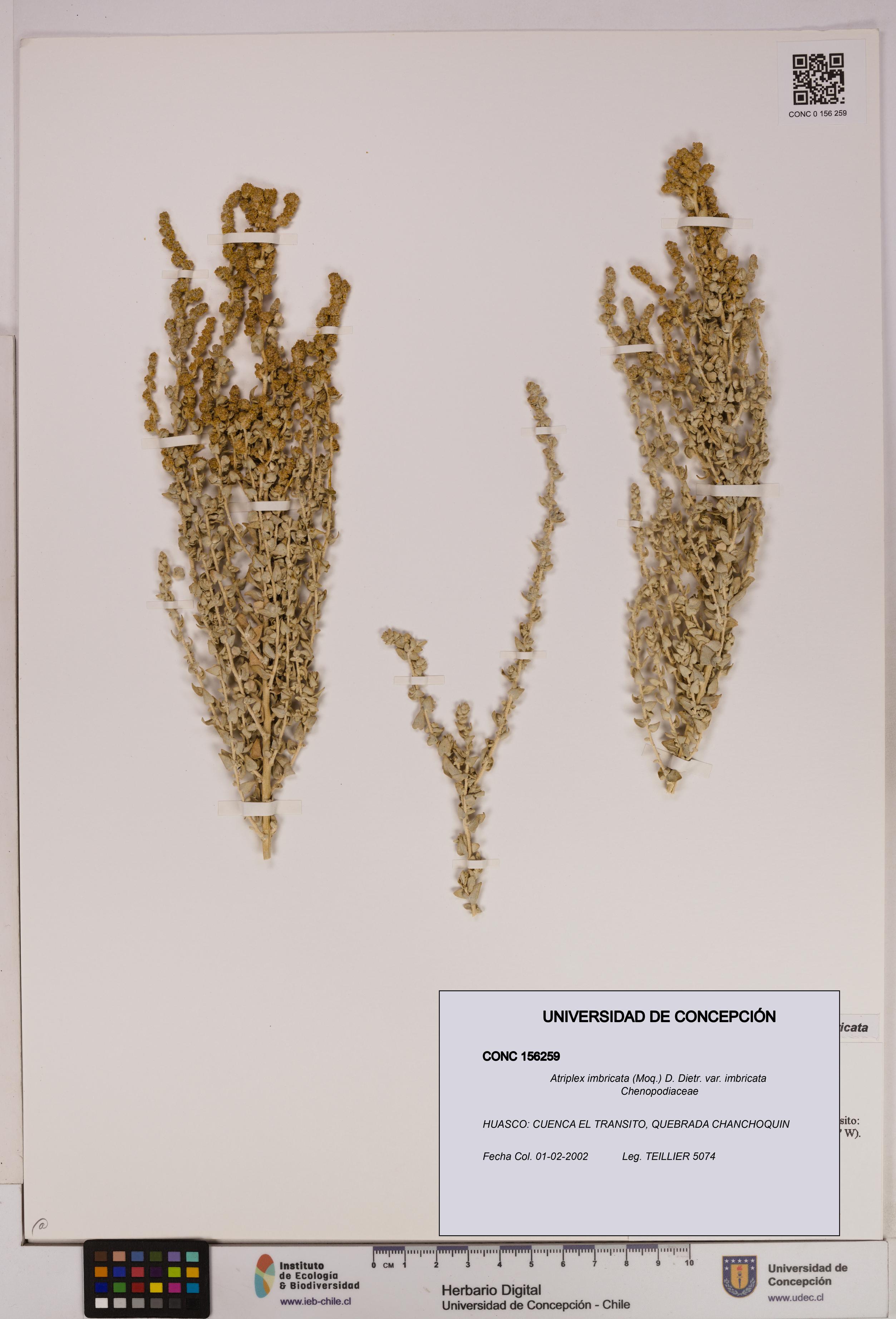 Atriplex imbricata [Espécimen: UDEC:CONC:0156259]