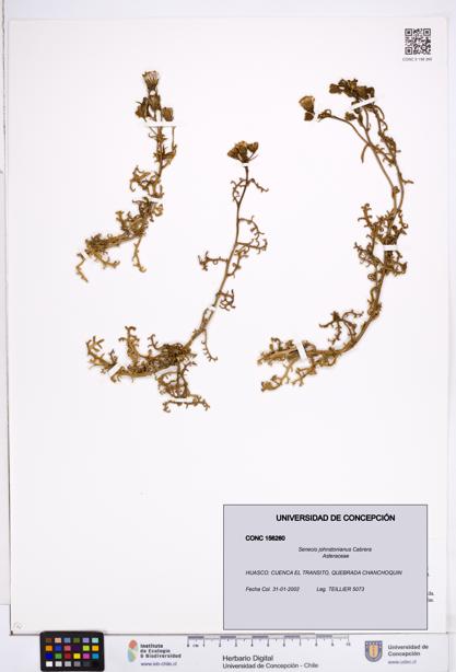 Senecio johnstonianus [Espécimen: ]