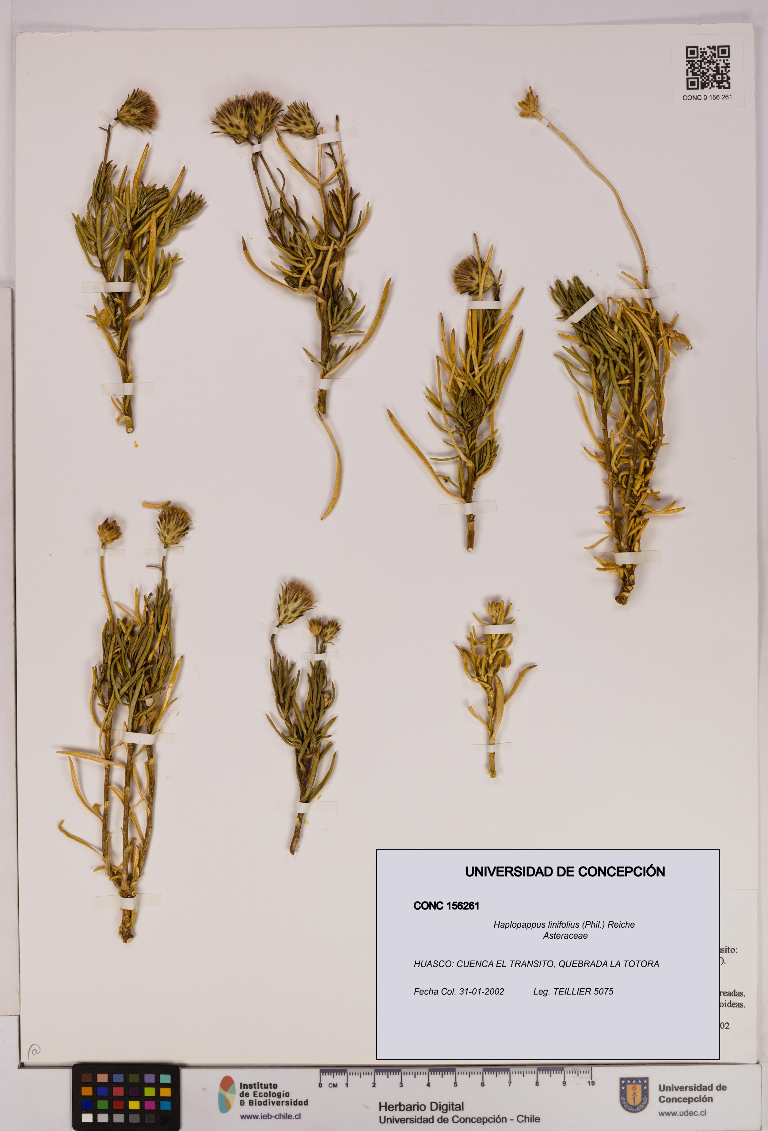 Haplopappus linifolius [Espécimen: UDEC:CONC:0156261]