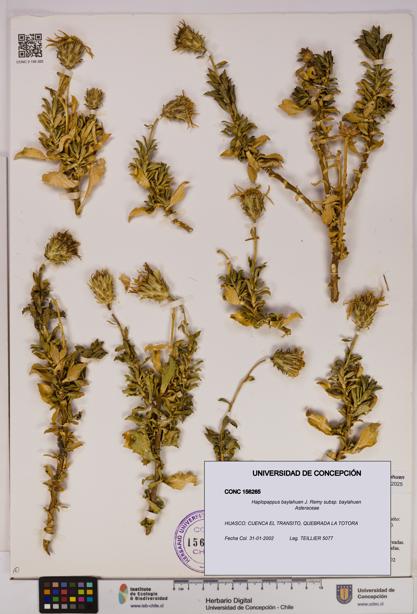 Haplopappus baylahuen subsp. baylahuen [Espécimen: UDEC:CONC:0156265]
