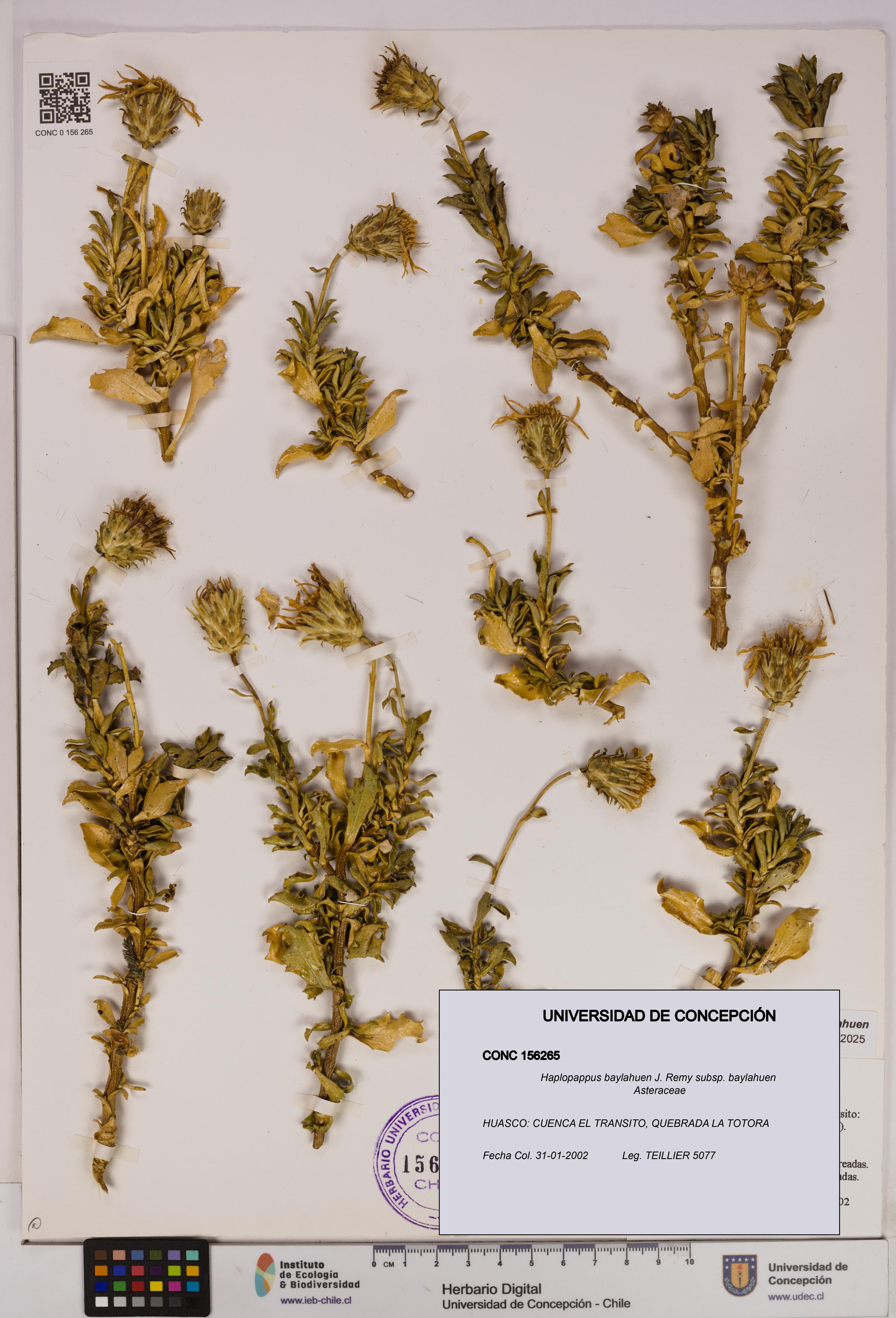Haplopappus baylahuen subsp. baylahuen [Espécimen: UDEC:CONC:0156265]