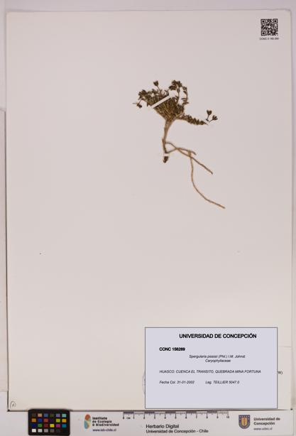 Spergularia pissisii [Espécimen: UDEC:CONC:0156269]