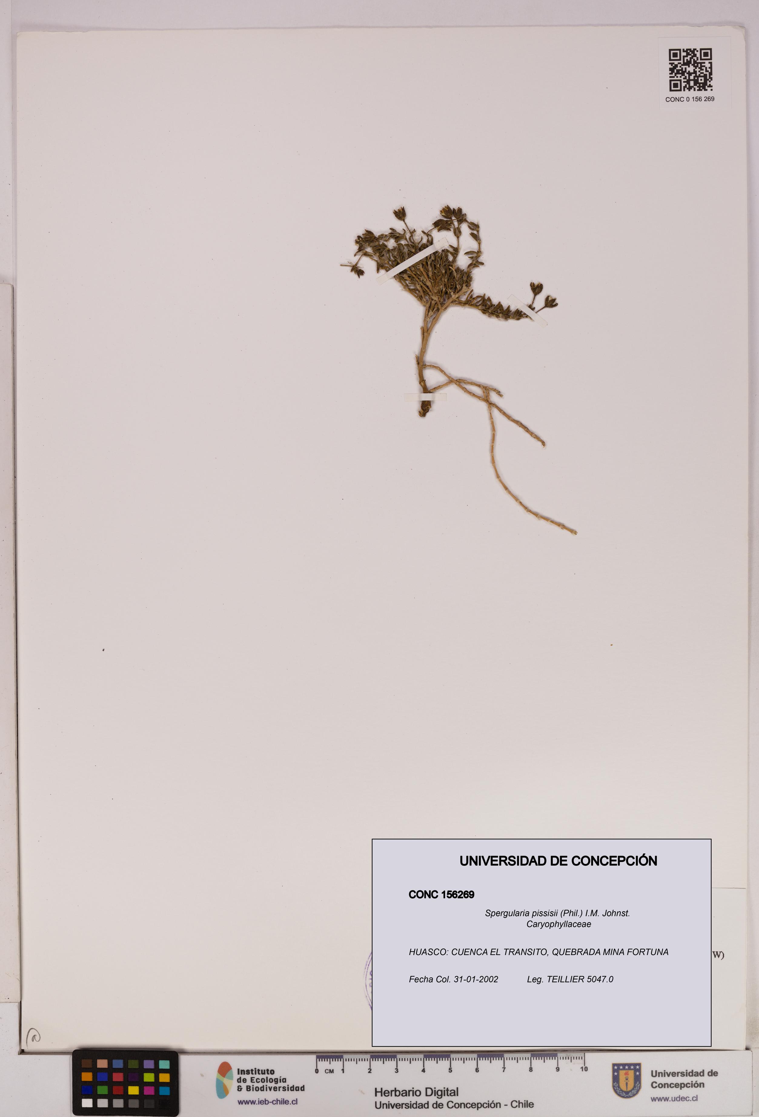 Spergularia pissisii [Espécimen: UDEC:CONC:0156269]