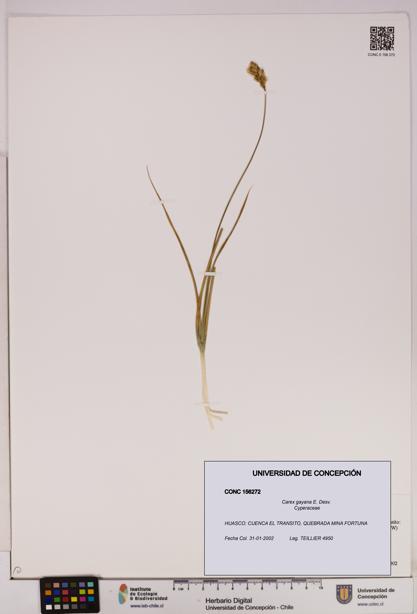 Carex gayana [Espécimen: UDEC:CONC:0156272]