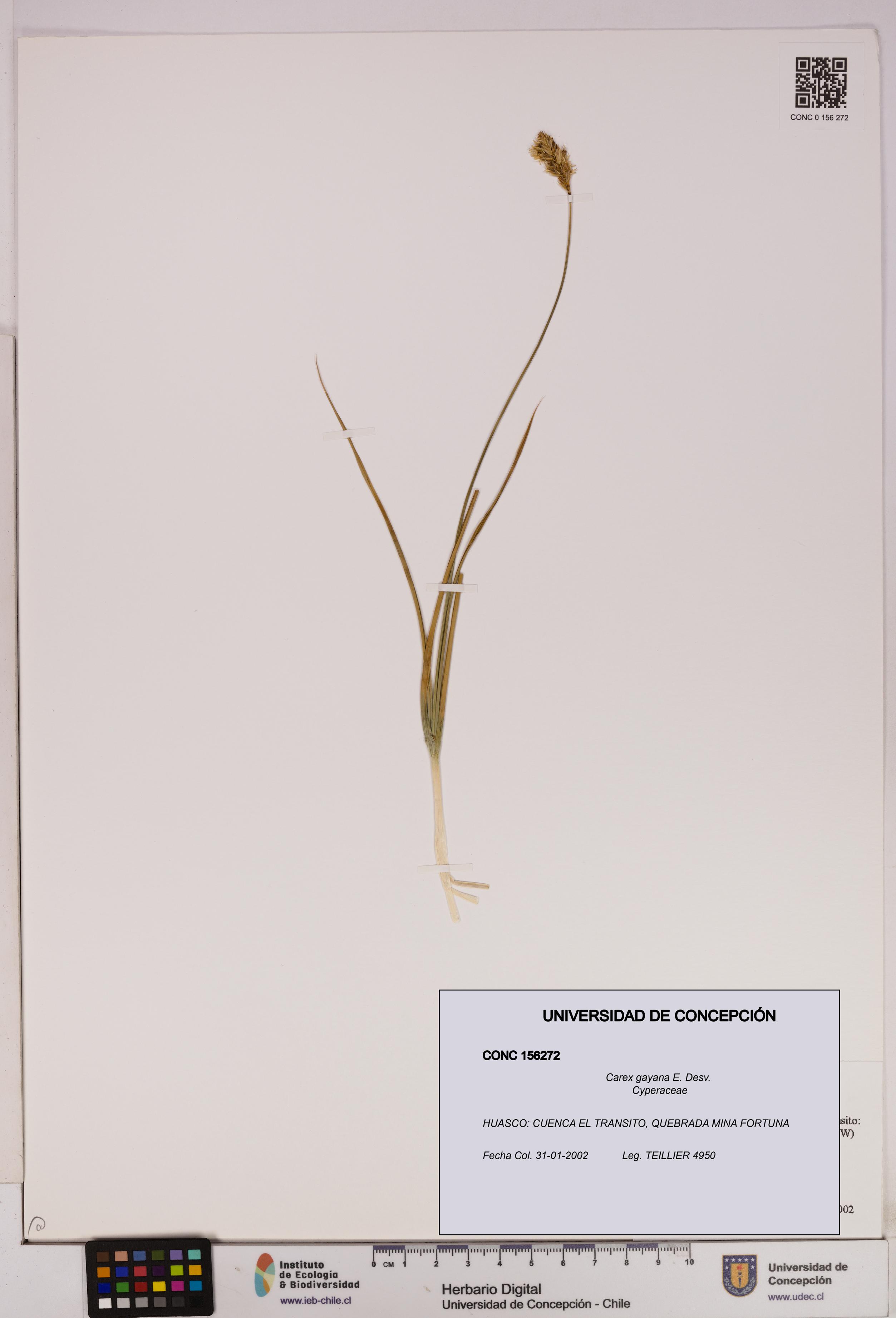 Carex gayana [Espécimen: UDEC:CONC:0156272]