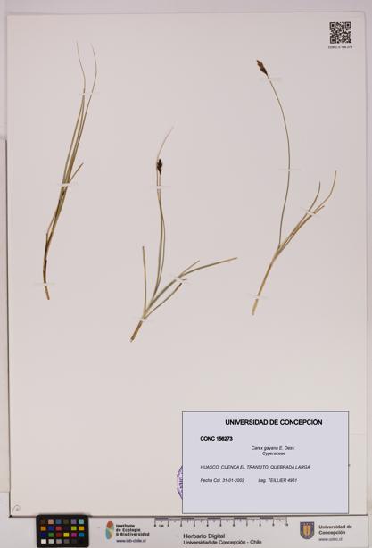 Carex gayana [Espécimen: UDEC:CONC:0156273]