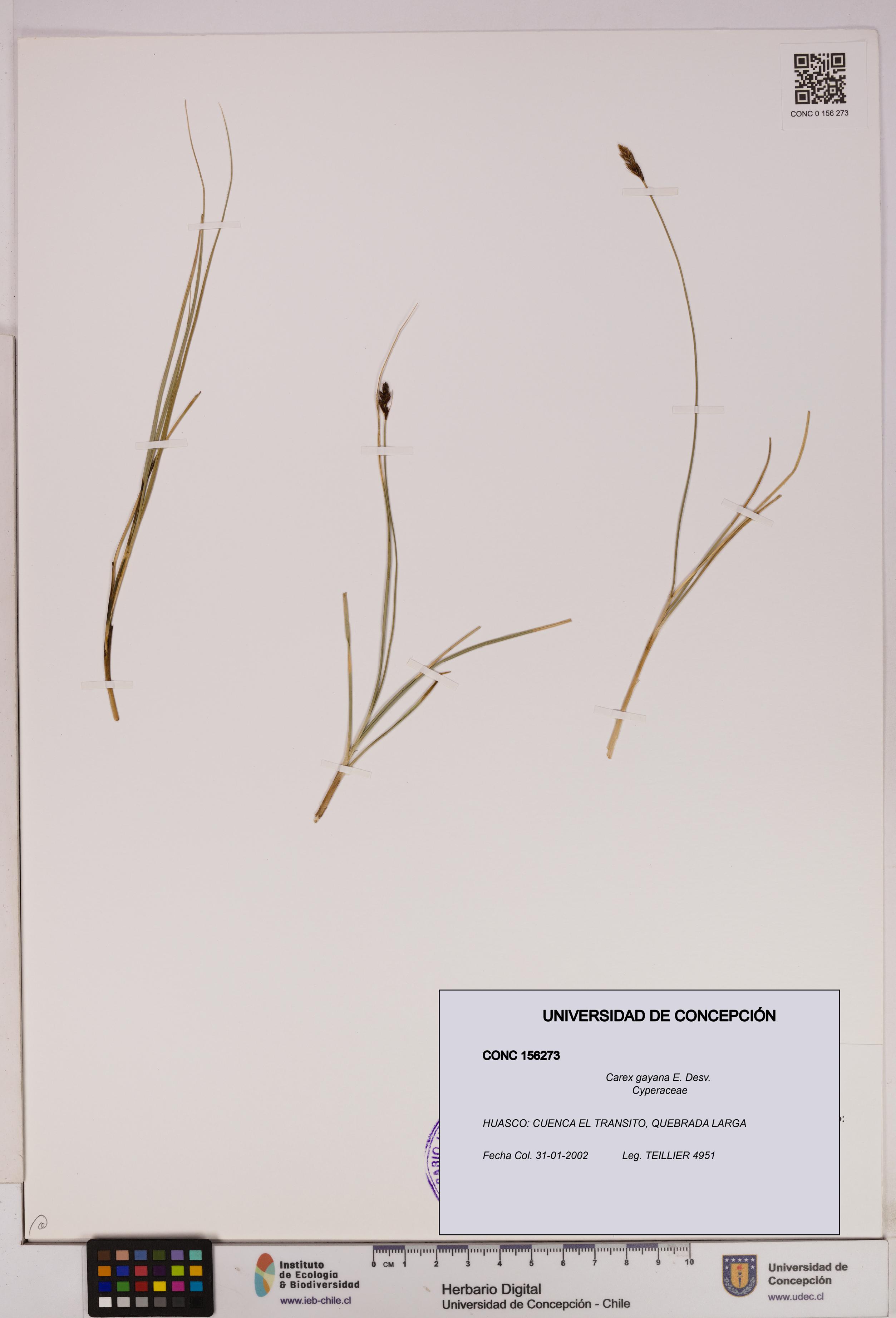 Carex gayana [Espécimen: UDEC:CONC:0156273]