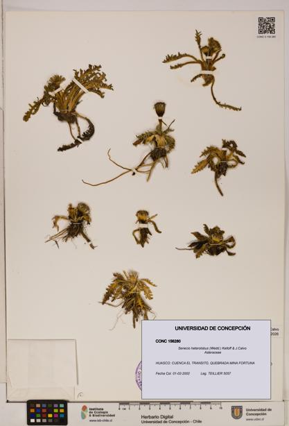 Senecio heterolobus [Espécimen: ]