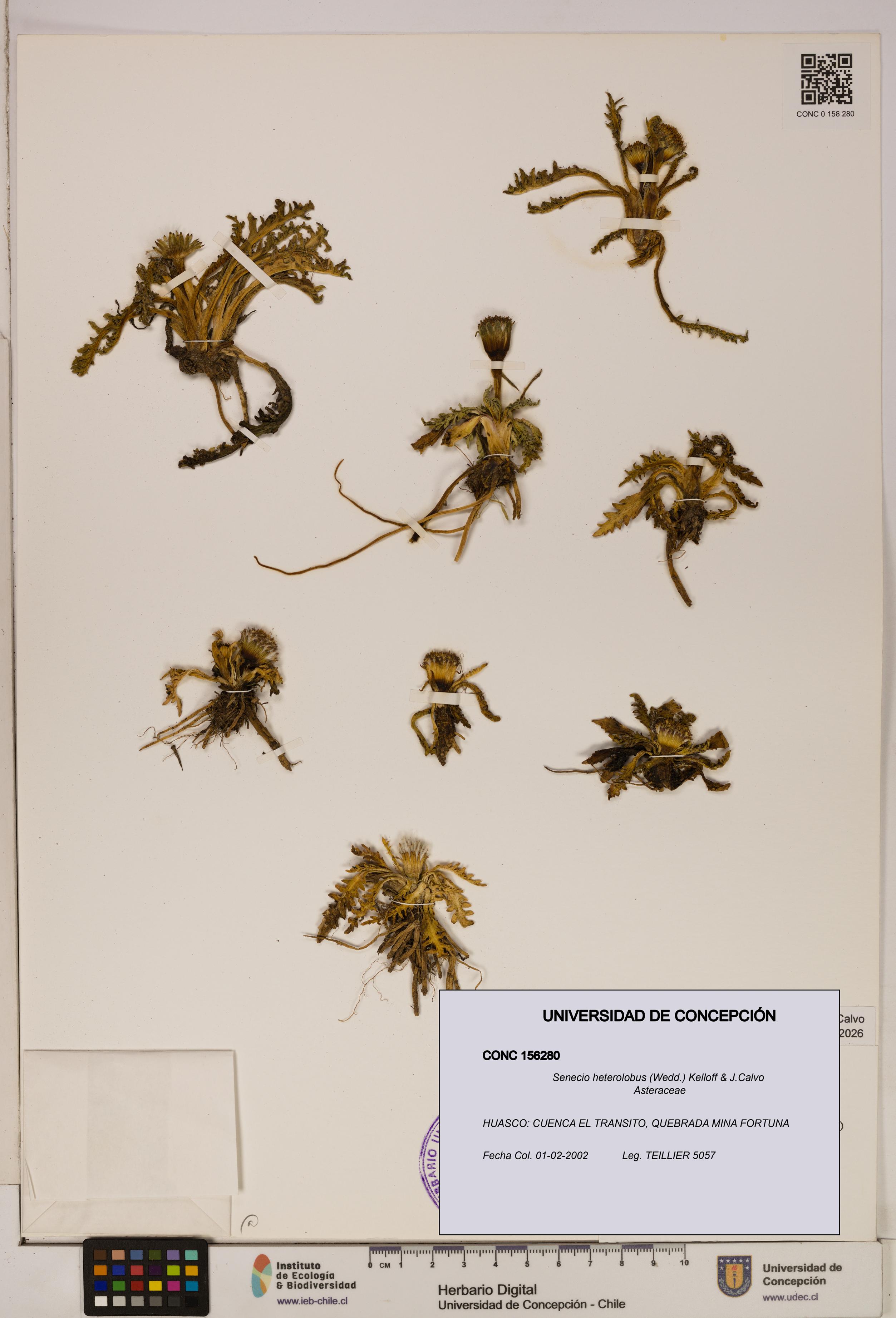 Senecio heterolobus [Espécimen: ]