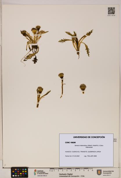 Senecio heterolobus [Espécimen: ]