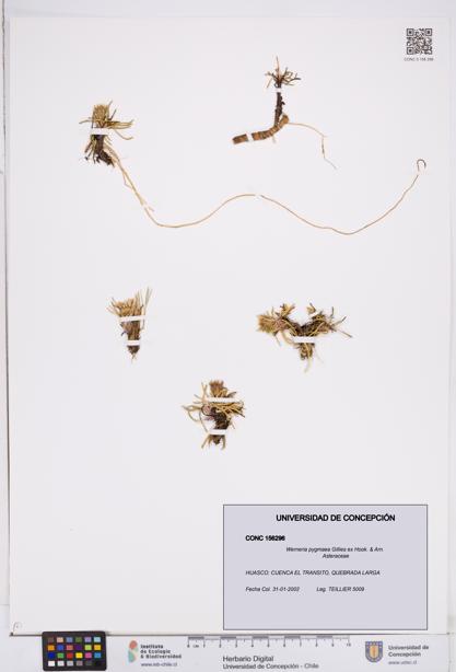 Werneria pygmaea [Espécimen: ]