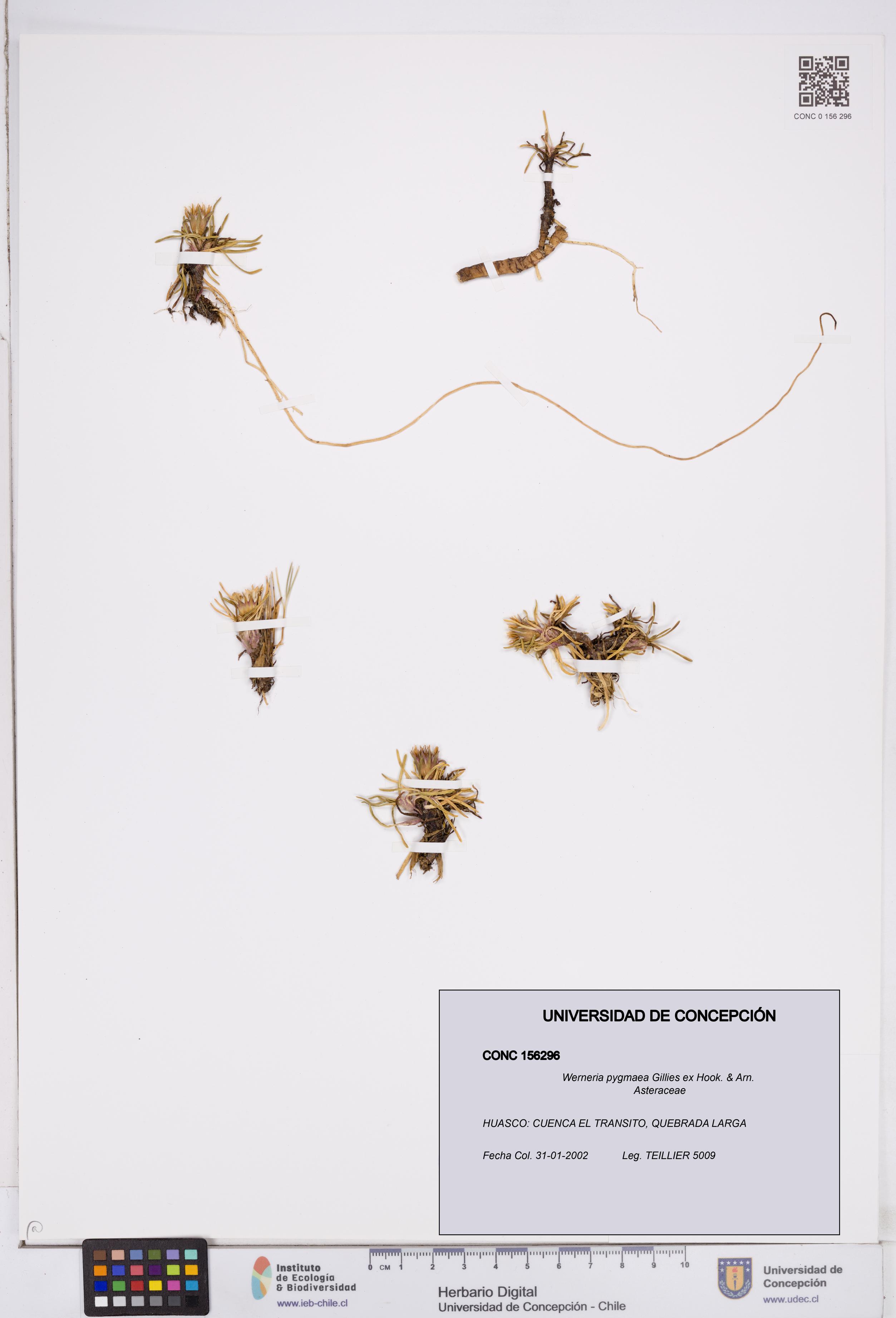 Werneria pygmaea [Espécimen: ]