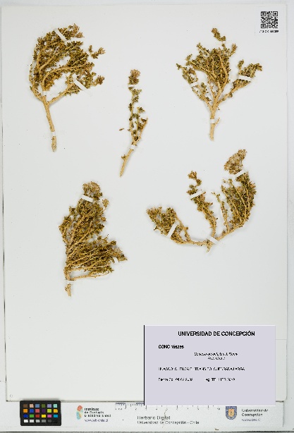 Senecio oreophyton [Espécimen: UDEC:CONC:0156298]