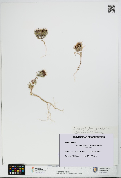 Doniophyton weddellii [Espécimen: UDEC:CONC:0156302]