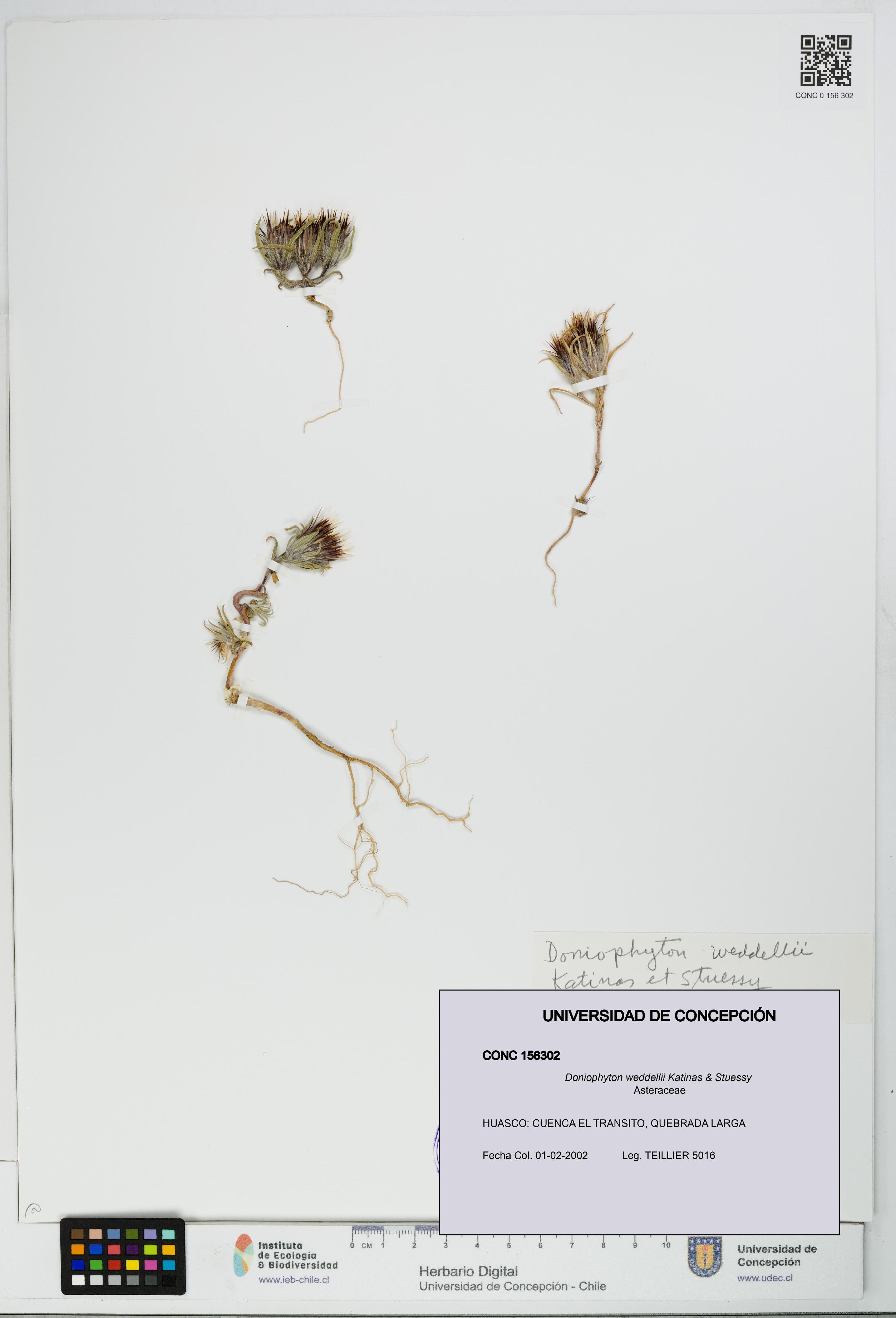Doniophyton weddellii [Espécimen: UDEC:CONC:0156302]