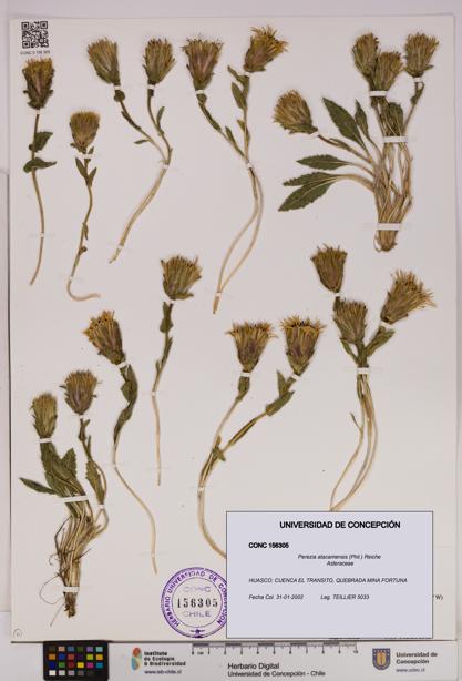 Perezia atacamensis [Espécimen: UDEC:CONC:0156305]