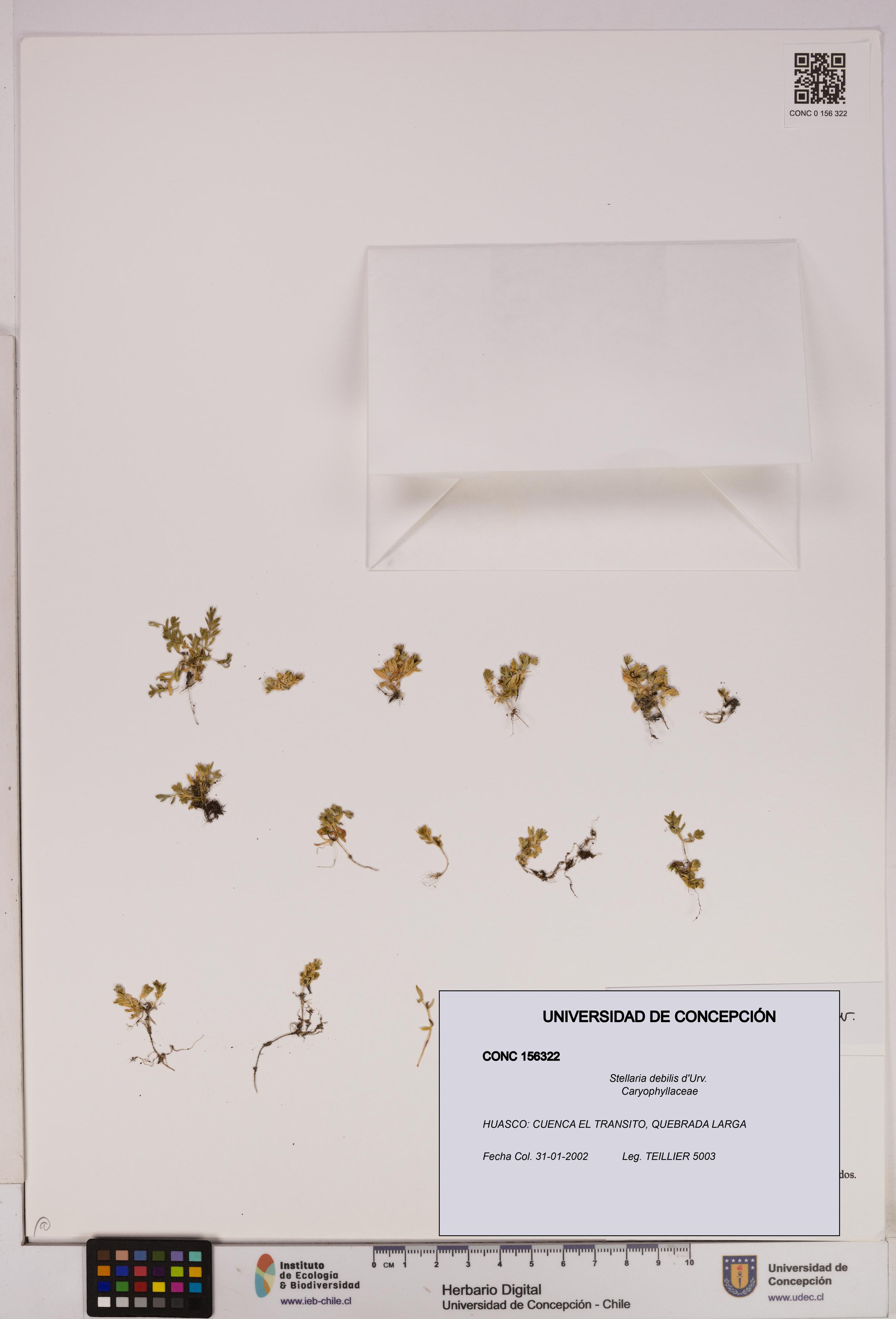 Stellaria debilis [Espécimen: UDEC:CONC:0156322]