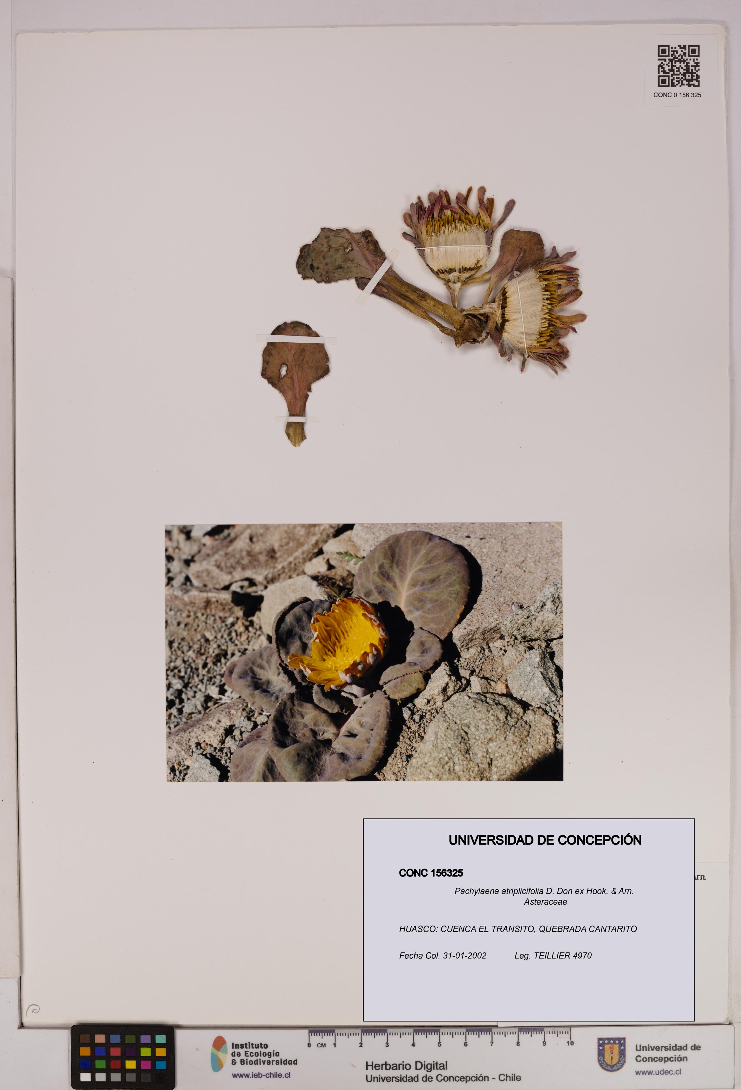 Pachylaena atriplicifolia [Espécimen: ]
