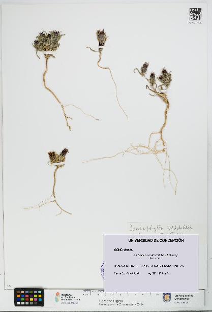 Doniophyton weddellii [Espécimen: UDEC:CONC:0156328]