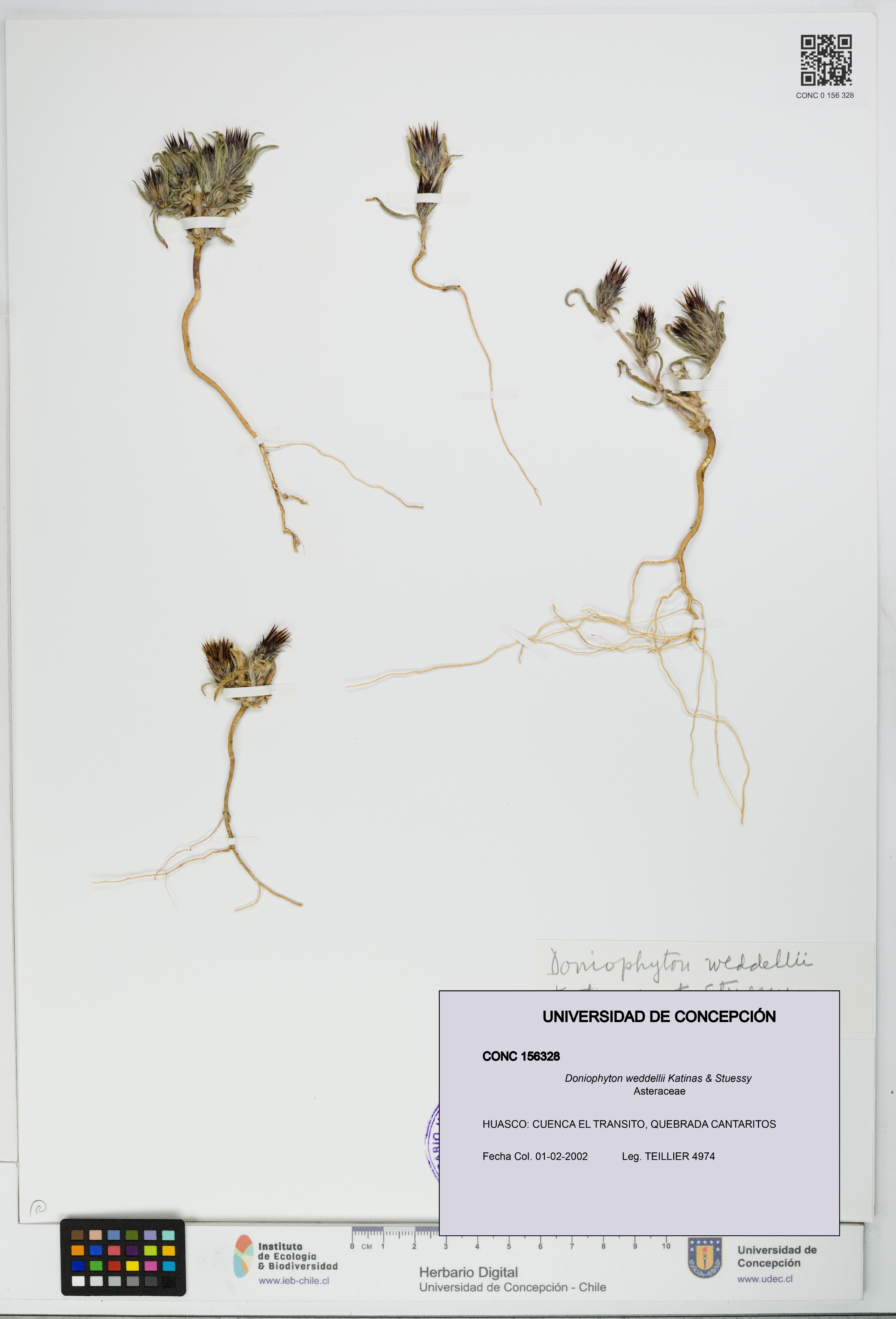 Doniophyton weddellii [Espécimen: UDEC:CONC:0156328]