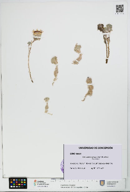 Chaetanthera lanata [Espécimen: UDEC:CONC:0156331]