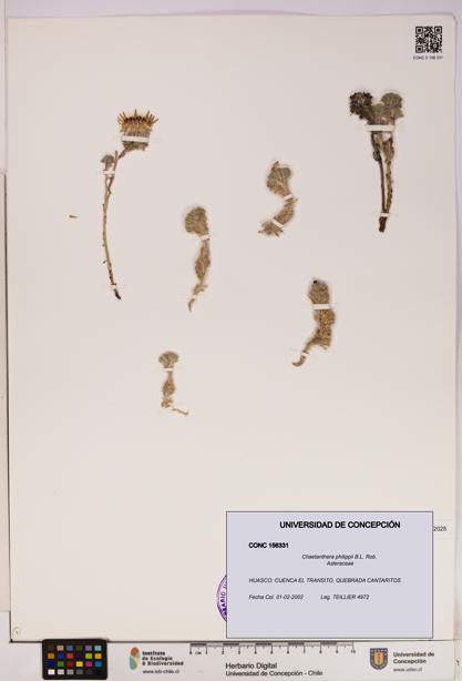 Chaetanthera philippii [Espécimen: UDEC:CONC:0156331]