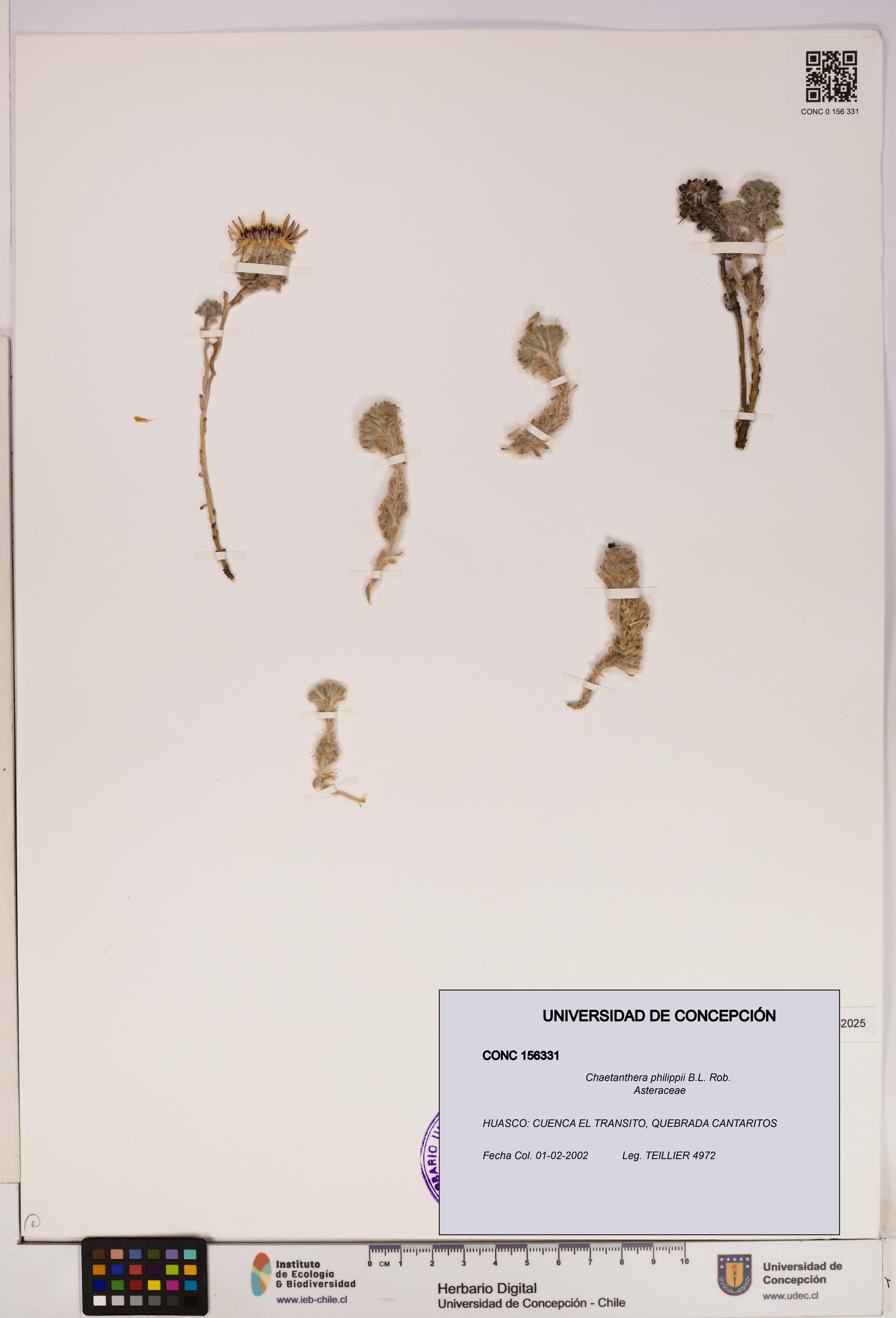 Chaetanthera philippii [Espécimen: UDEC:CONC:0156331]