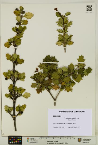 Desfontainia fulgens [Espécimen: UDEC:CONC:0156344]