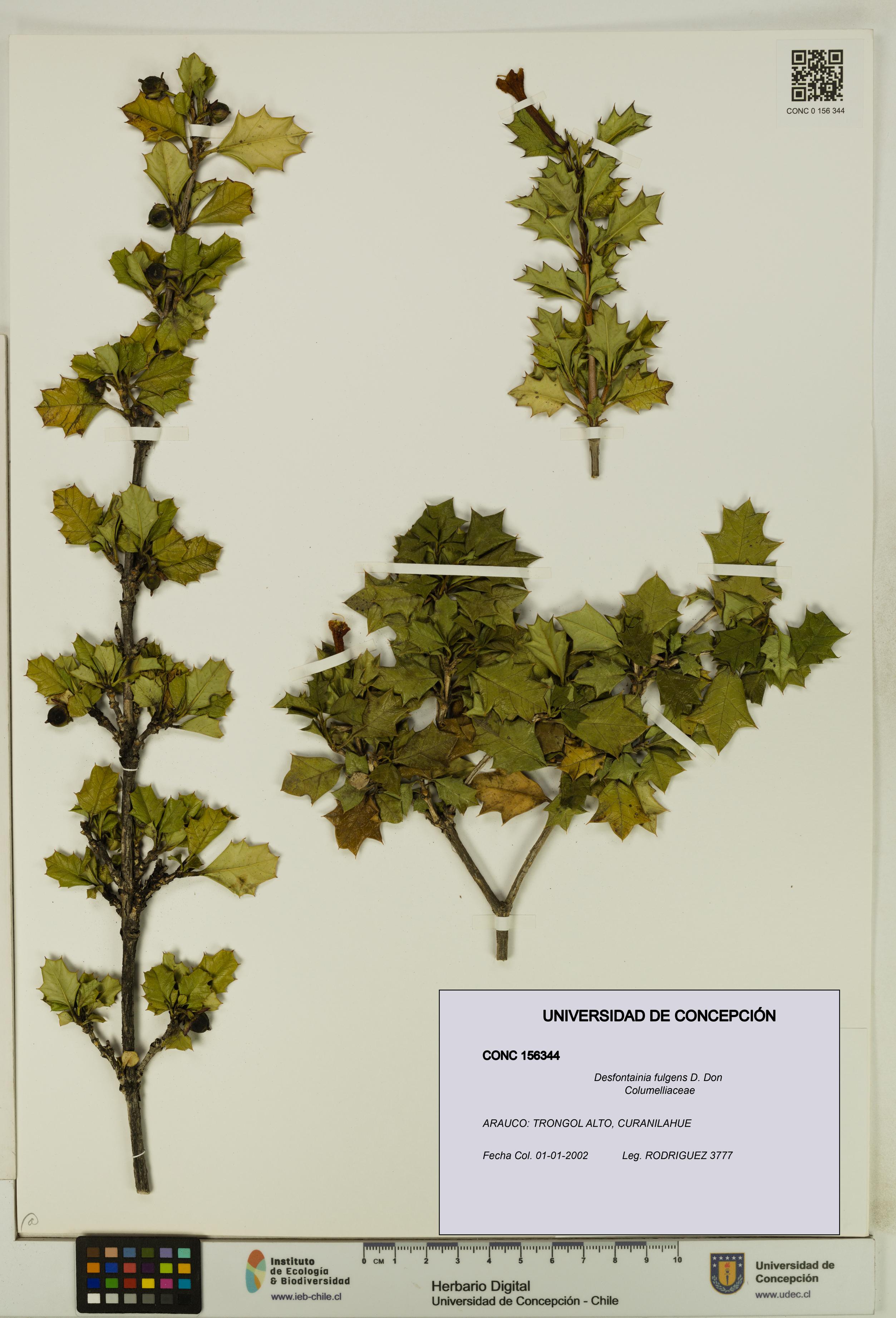Desfontainia fulgens [Espécimen: UDEC:CONC:0156344]