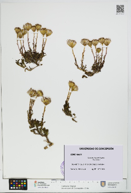 Senecio hickenii [Espécimen: UDEC:CONC:0156371]