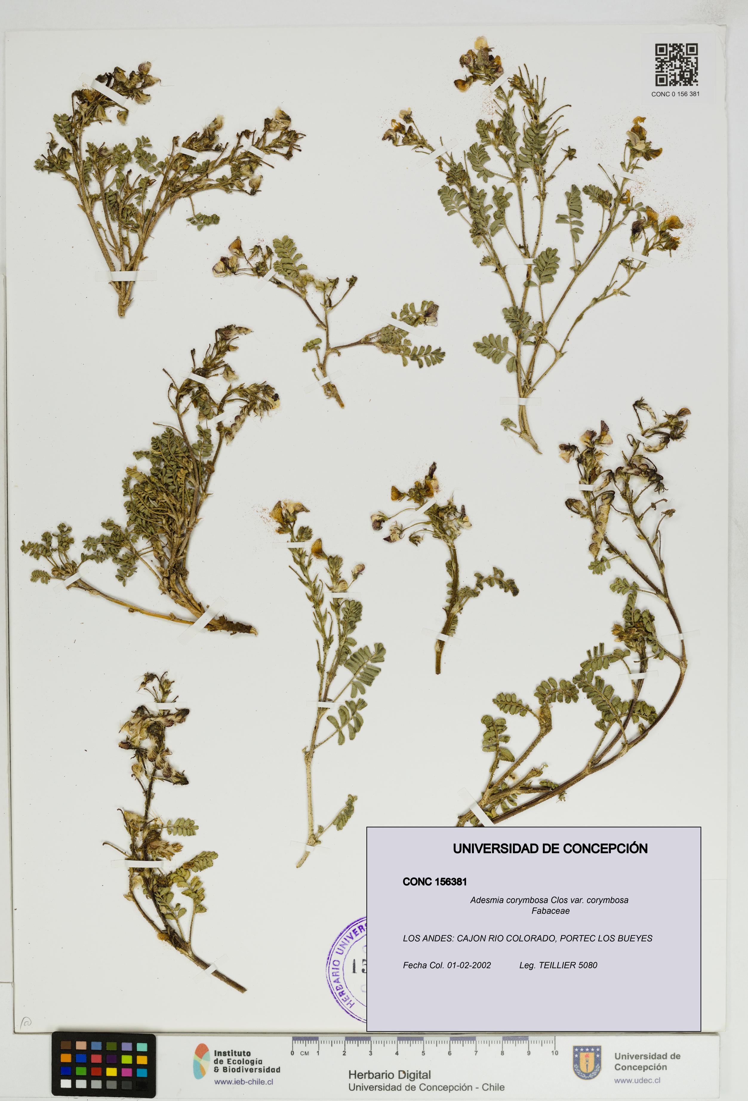 Adesmia corymbosa var. corymbosa [Espécimen: UDEC:CONC:0156381]