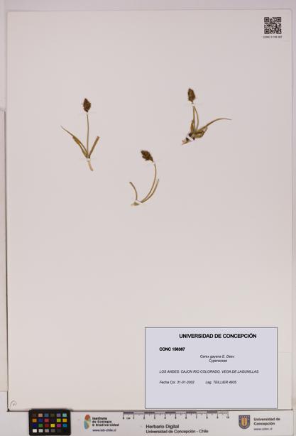 Carex gayana [Espécimen: UDEC:CONC:0156387]