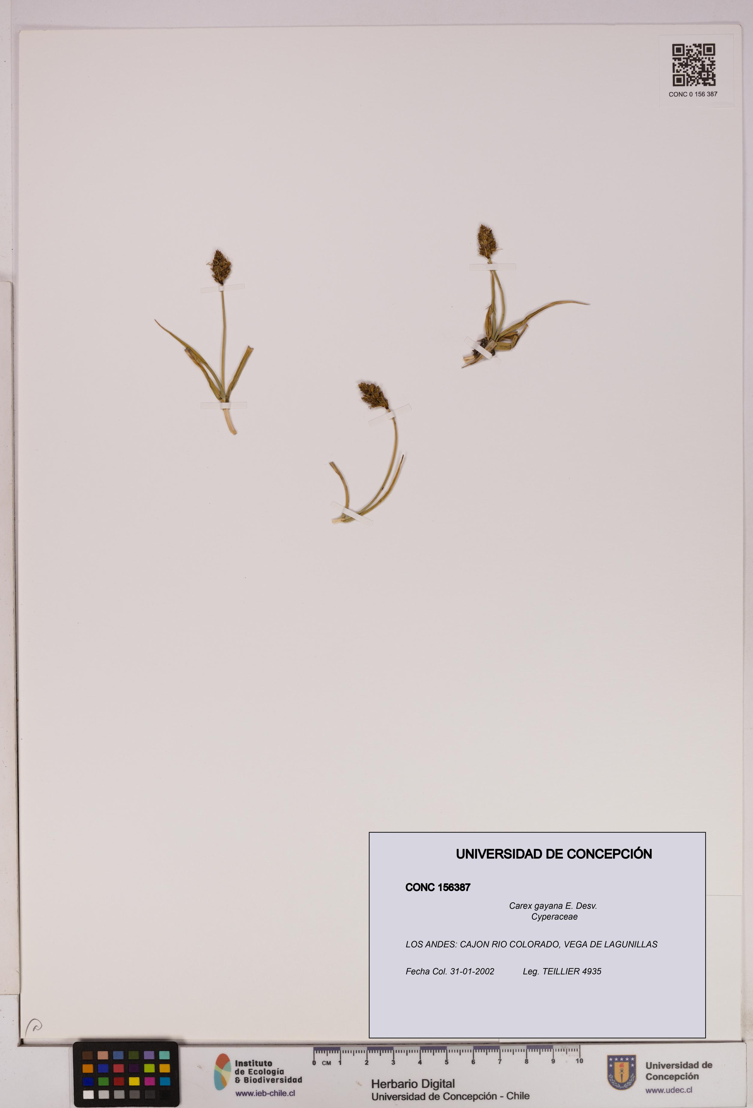 Carex gayana [Espécimen: UDEC:CONC:0156387]