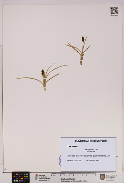 Carex gayana [Espécimen: UDEC:CONC:0156392]