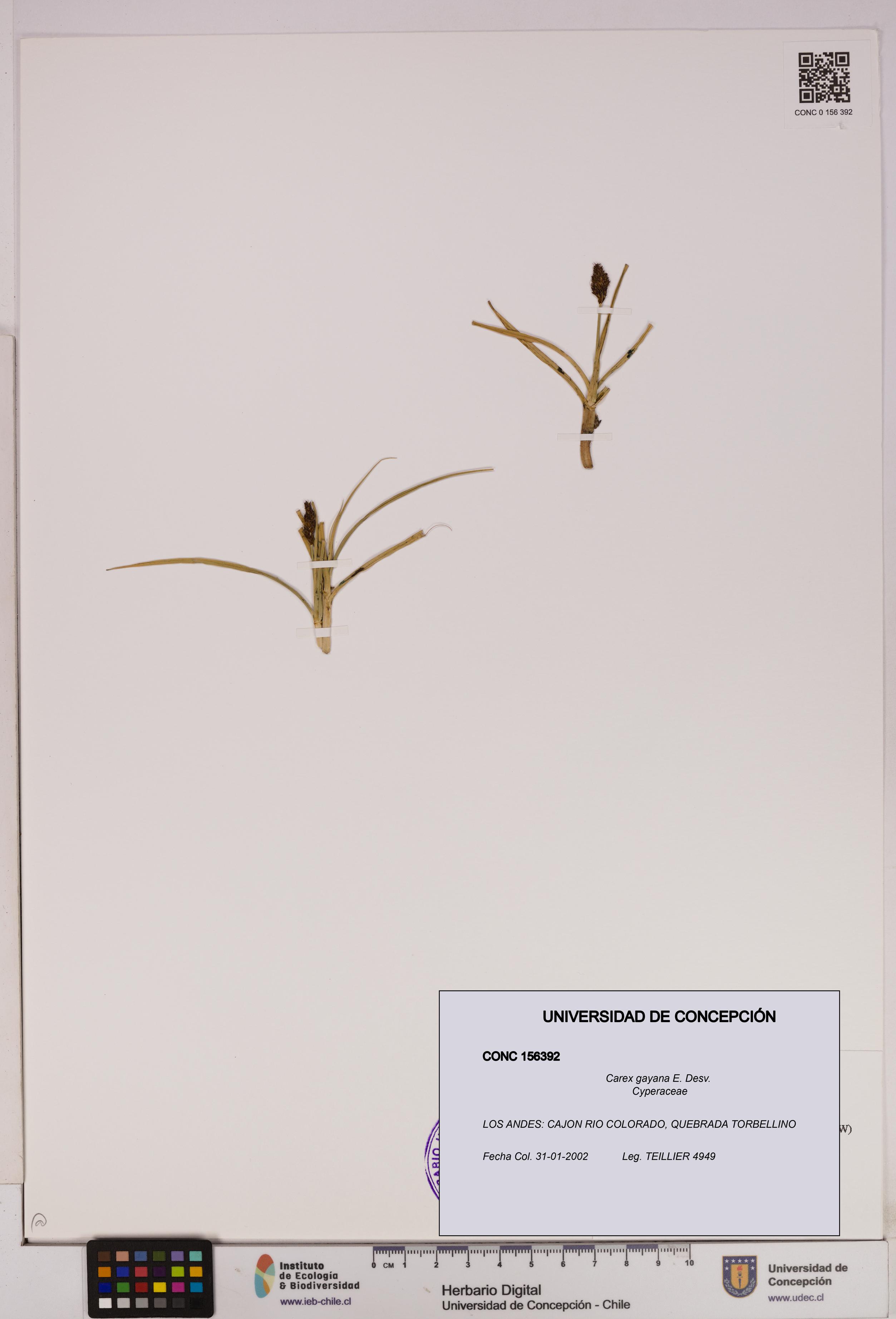 Carex gayana [Espécimen: UDEC:CONC:0156392]