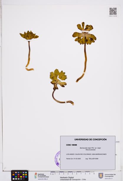Barneoudia major var. major [Espécimen: ]