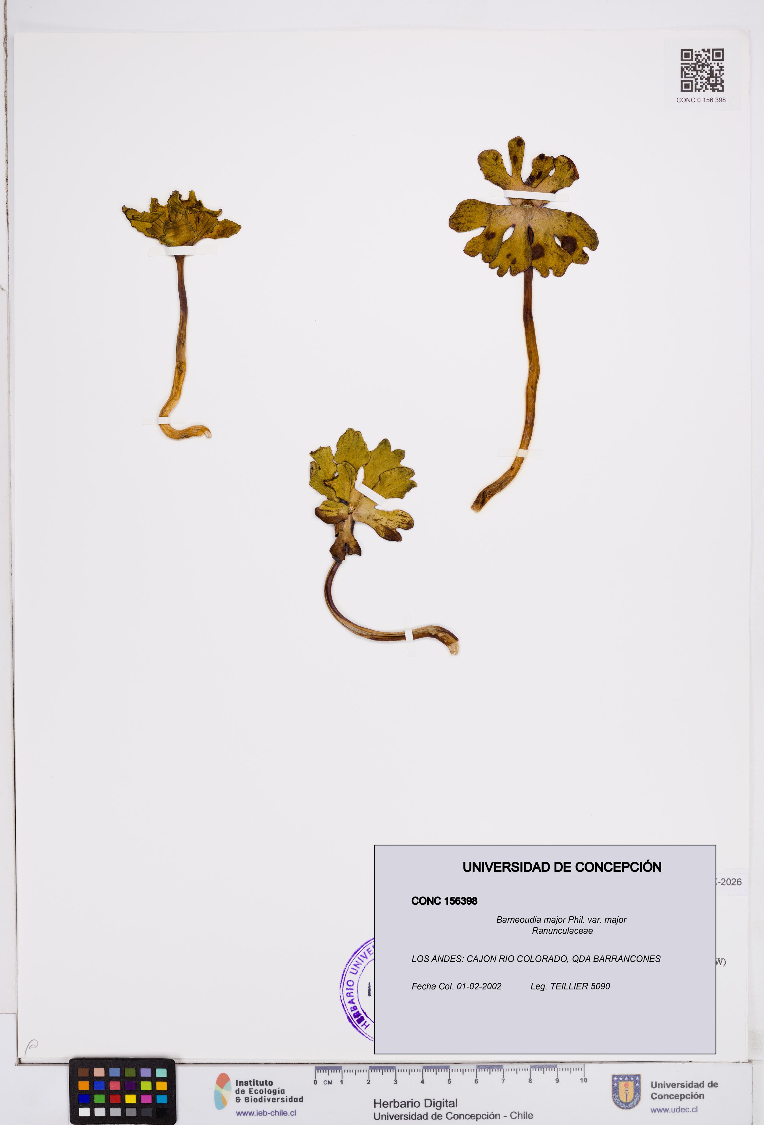 Barneoudia major var. major [Espécimen: ]
