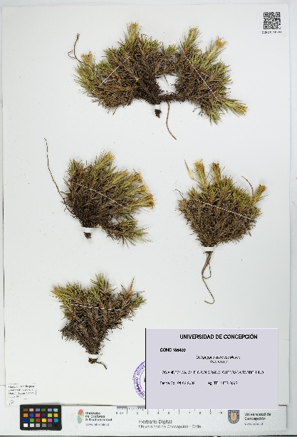 Calopappus acerosus [Espécimen: ]