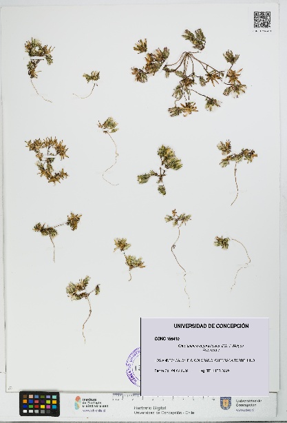 Chaetanthera euphrasioides [Espécimen: UDEC:CONC:0156410]