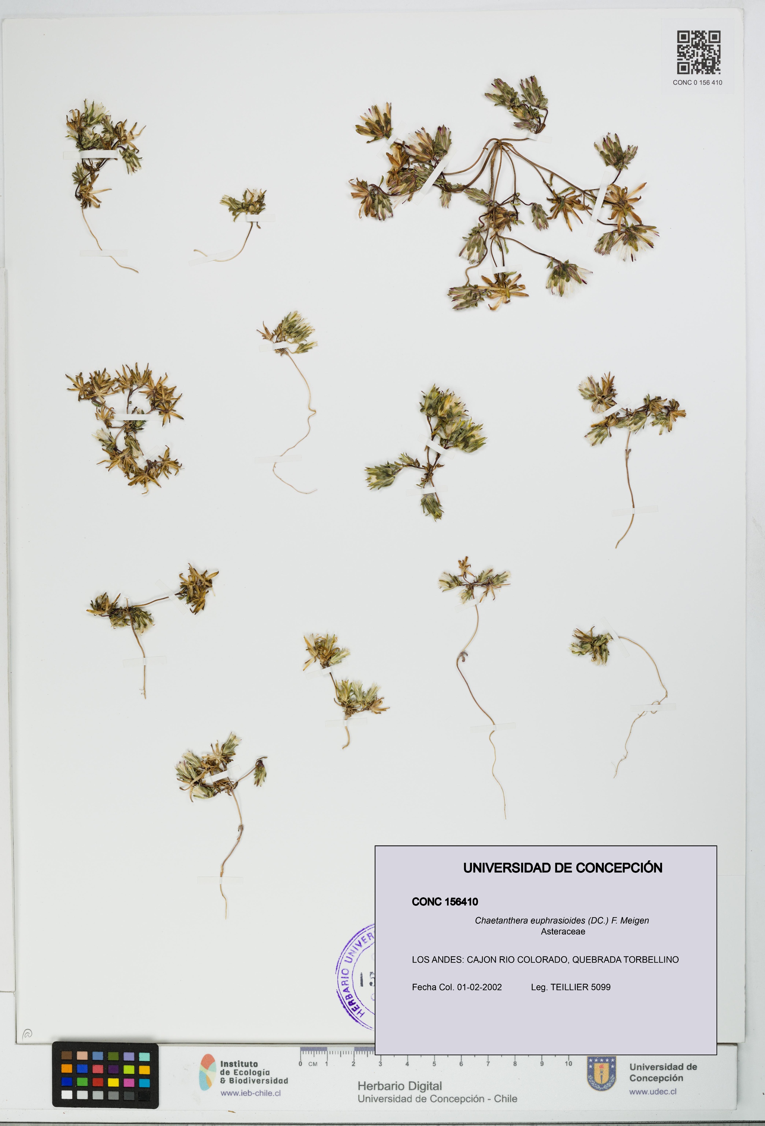 Chaetanthera euphrasioides [Espécimen: UDEC:CONC:0156410]