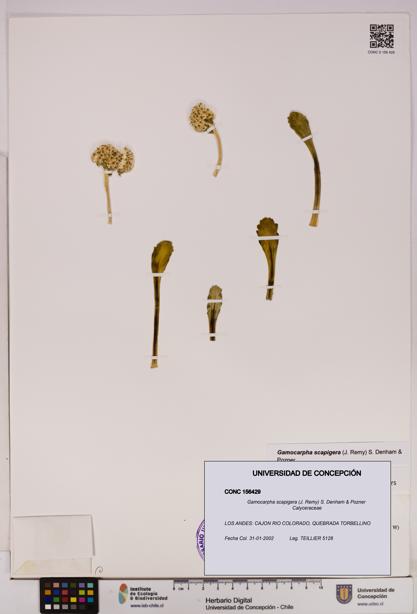 Gamocarpha scapigera [Espécimen: UDEC:CONC:0156429]