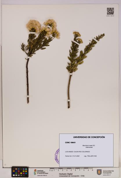 Baccharis neaei [Espécimen: UDEC:CONC:0156431]