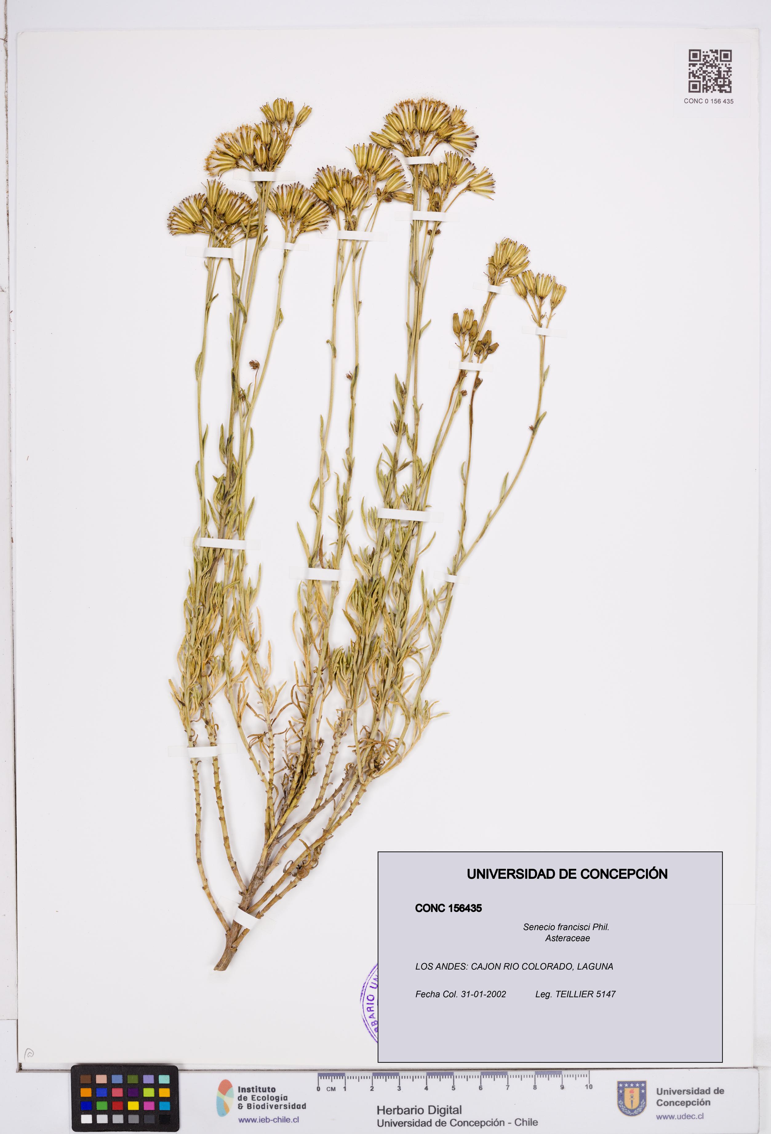 Senecio francisci [Espécimen: ]
